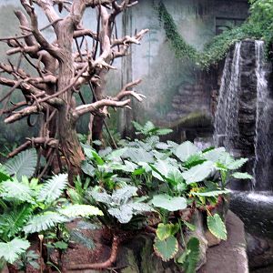 Lied Jungle-Malayan Tapir/Francois Langur Exhibit