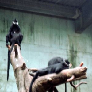 Lied Jungle-Francois Langurs