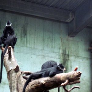 Lied Jungle-Francois Langurs