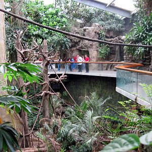 Lied Jungle-Blue Monkey Exhibit