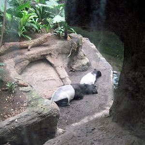 Lied Jungle-Malayan Tapirs