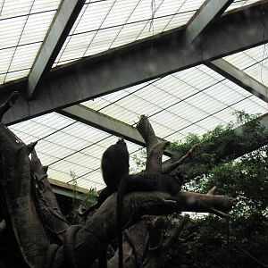 Lied Jungle-Francois Langurs