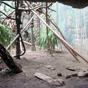 Lied Jungle-DeBrazza Monkey Exhibit