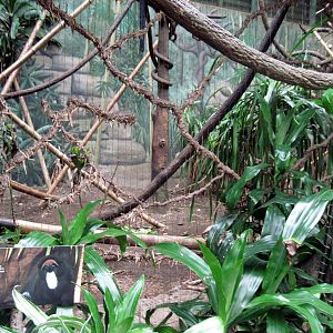 Lied Jungle-DeBrazza Monkey Exhibit