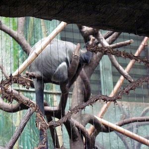 Lied Jungle-DeBrazza Monkey