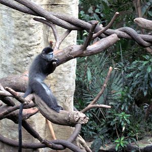 Lied Jungle-Blue Monkey