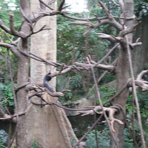 Lied Jungle-Blue Monkey Exhibit