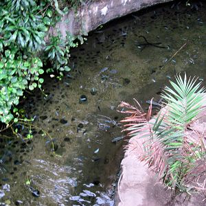 Lied Jungle-Ciclid/Nile Soft-shelled Turtle Exhibit