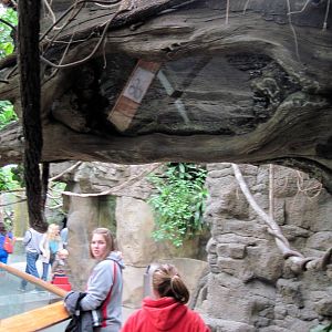 Lied Jungle-Dumeril's Ground Boa Exhibit