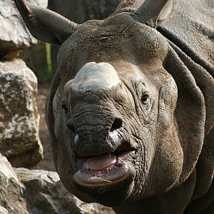 Indian Rhino @ Chester; 22.09.2010