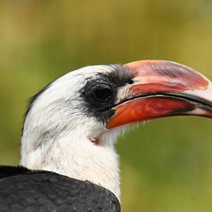 Male Von Der Decken's Hornbill @ Chester; 22.09.2010