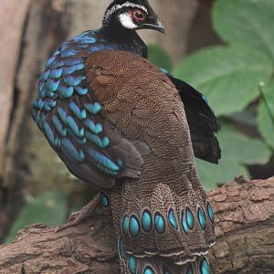 Male Palawan Peacock Pheasant @ Chester; 22.09.2010