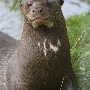 Giant Otter @ Chester; 22.09.2010