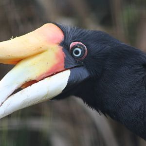 Female Javan Rhinoceros Hornbill @ Chester; 22.09.2010