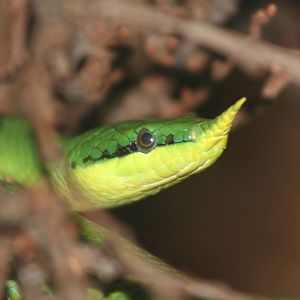 Rhinoceros Ratsnake @ Chester; 22.09.2010