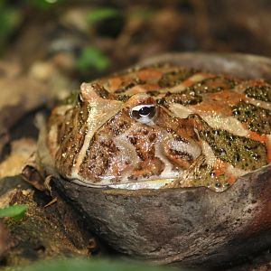 Chacoan Horned Frog @ Chester; 22.09.2010