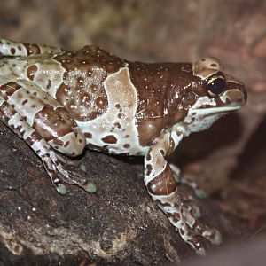 Mission Golden-eyed Tree Frog @ Chester; 22.09.2010