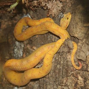Eyelash Viper @ Chester; 22.09.2010