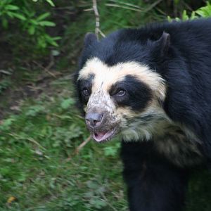 Spectacled Bear @ Chester; 22.09.2010