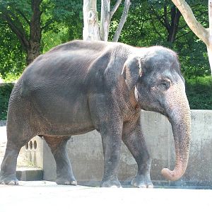 Asian Elephant at Wilhelma, Stuttgart 02/09/10