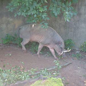 Sulawesi Babirusa at Wilhelma, Stuttgart 02/09/10
