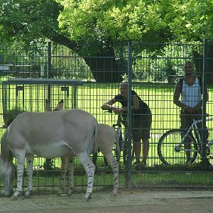 Somali Wild Ass Viewing at Wilhelma, Stuttgart 02/09/10
