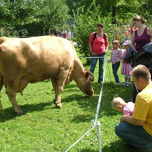 Meeting a Cow at Wilhelma, Stuttgart 02/09/10