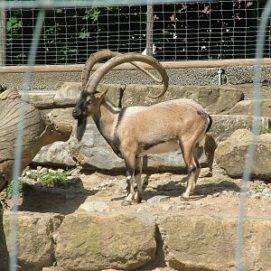 Cretan Wild Goat at Wilhelma, Stuttgart 02/09/10