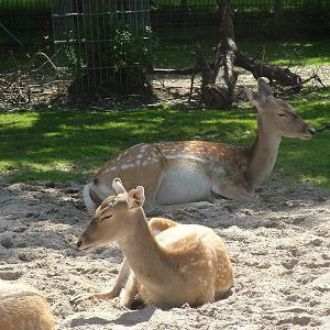 Persian Fallow Deer at Wilhelma, Stuttgart 02/09/10