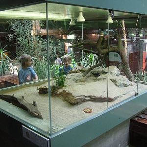 Elephant Shrew Exhibit at Wilhelma, Stuttgart 02/09/10