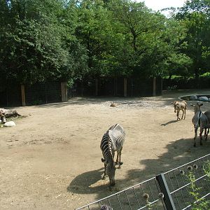 Zebra and Gazelle Exhibit at Wilhelma, Stuttgart 02/09/10