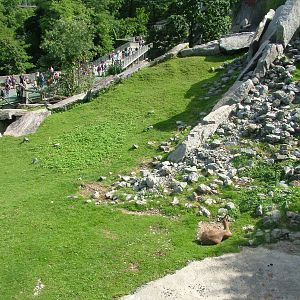 Ibex Exhibit at Wilhelma, Stuttgart 02/09/10