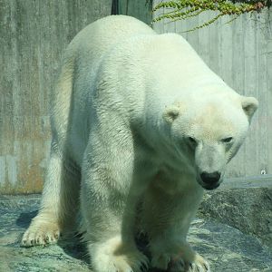 Polar Bear at Wilhelma, Stuttgart 02/09/10