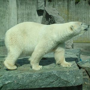 Polar Bear at Wilhelma, Stuttgart 02/09/10