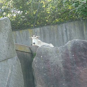 Rocky Mountain Goat at Wilhelma, Stuttgart 02/09/10
