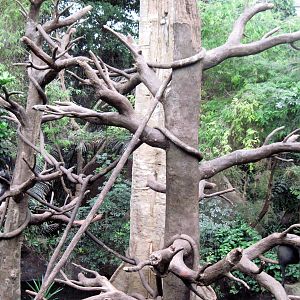 Lied Jungle-Blue Monkey Exhibit