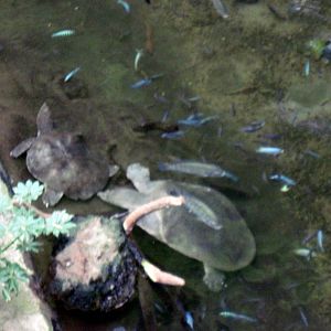 Lied Jungle-Nile Soft-shell Turtles