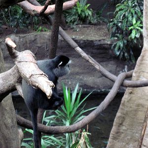 Lied Jungle-Blue Monkey