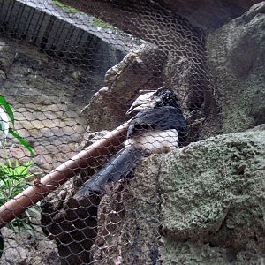 Lied Jungle-Silvery-cheeked Hornbill