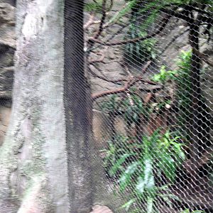 Lied Jungle-Silvery-cheeked Hornbill/African Pygmy Goose/Green Woodhoopoe/V