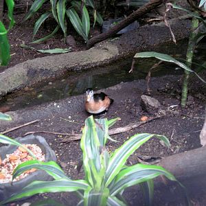 Lied Jungle-African Pygmy Goose