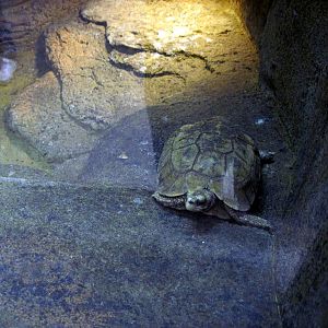 Lied Jungle-Home's Hinge-backed Tortoise