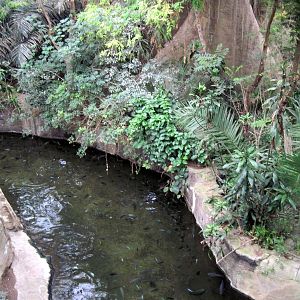 Lied Jungle-Ciclid/Nile Sift-shell Turtle Exhibit
