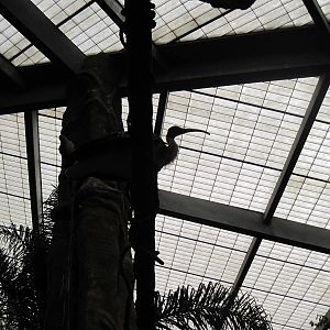 Lied Jungle-Straw-necked Ibis