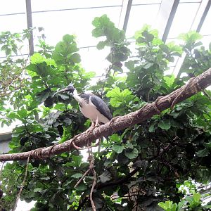 Lied Jungle-Straw-necked Ibis