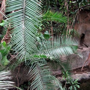 Lied Jungle-Spot-necked Otter Exhibit