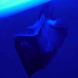 Large Fruit Bat at Wilhelma, Stuttgart 02/09/10