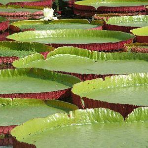 Lilypond at Wilhelma, Stuttgart 02/09/10