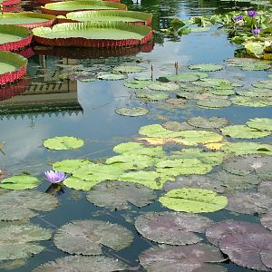 Lilypond at Wilhelma, Stuttgart 02/09/10
