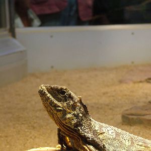 Frilled Lizard at Wilhelma, Stuttgart 02/09/10